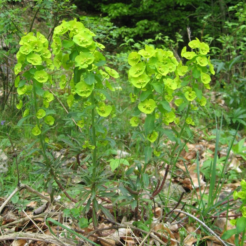Euphorbia amygdaloïdes var. robbiae - Mandelblättrige Wolfsmilch (Plant habit)