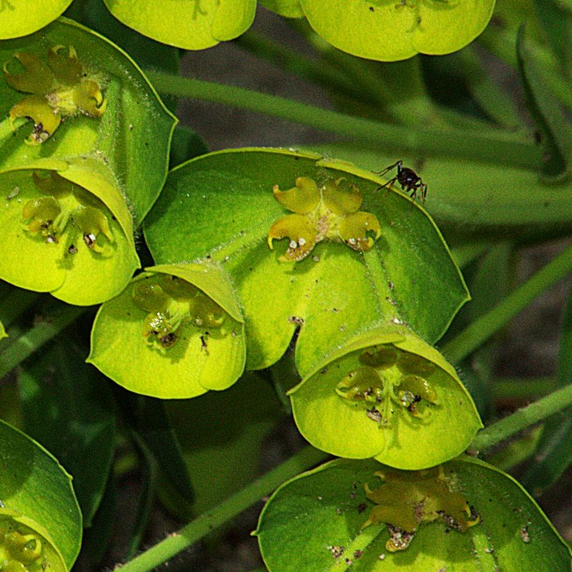 Euphorbia characias Blue Wonder - Palisaden-Wolfsmilch (Flowering)
