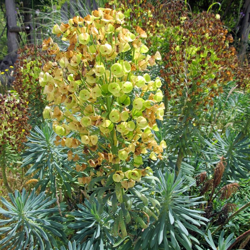 Euphorbia characias Blue Wonder - Palisaden-Wolfsmilch (Plant habit)