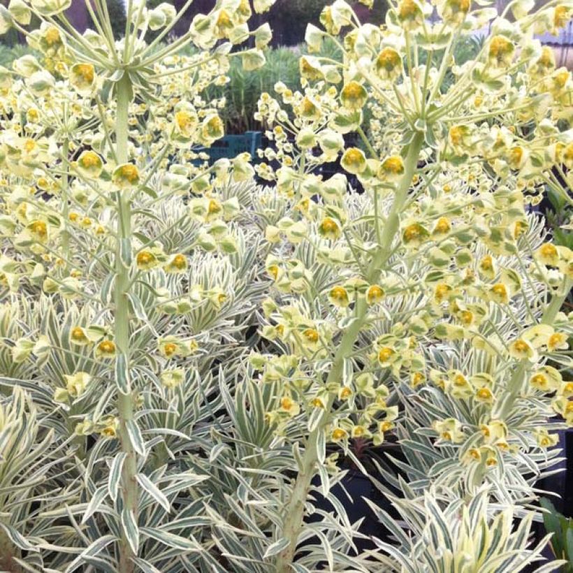 Euphorbia characias Emmer Green - Palisaden-Wolfsmilch (Plant habit)