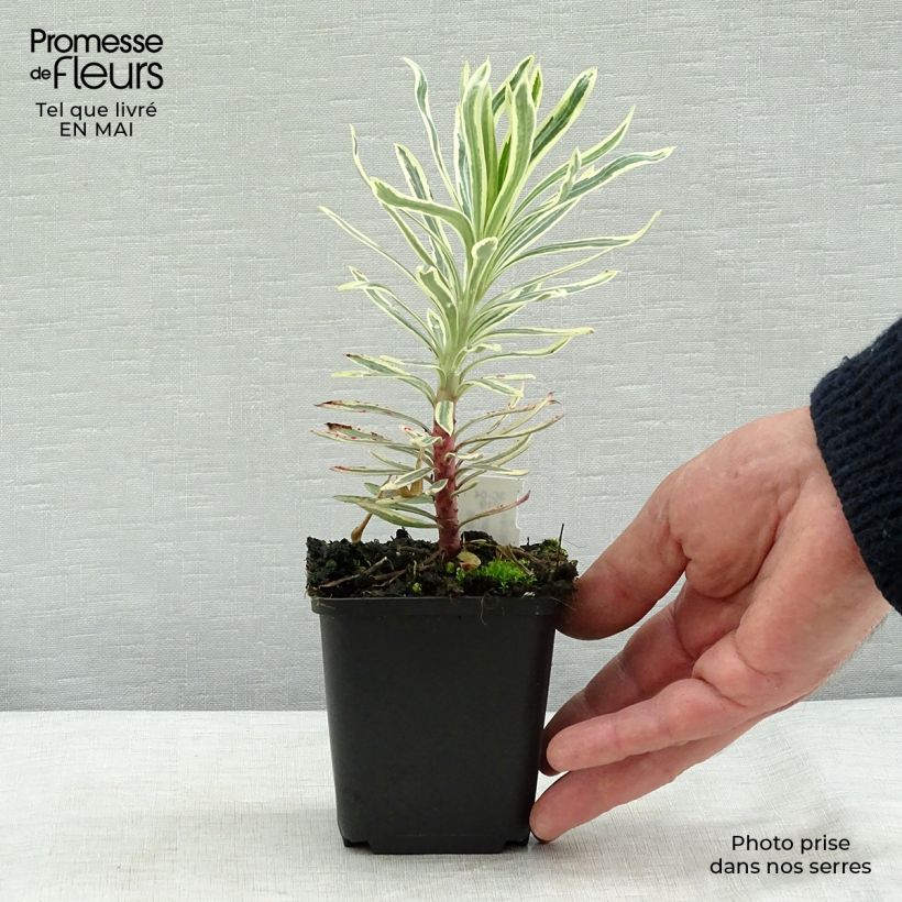 Exemplar von Euphorbia characias Emmer Green - Palisaden-Wolfsmilch Kleine Töpfe von 8/9 cm wie im Frühjahr geliefert