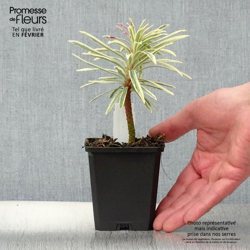Exemplar von Euphorbia characias Emmer Green - Palisaden-Wolfsmilch Kleine Töpfe von 8/9 cm wie im Winter geliefert