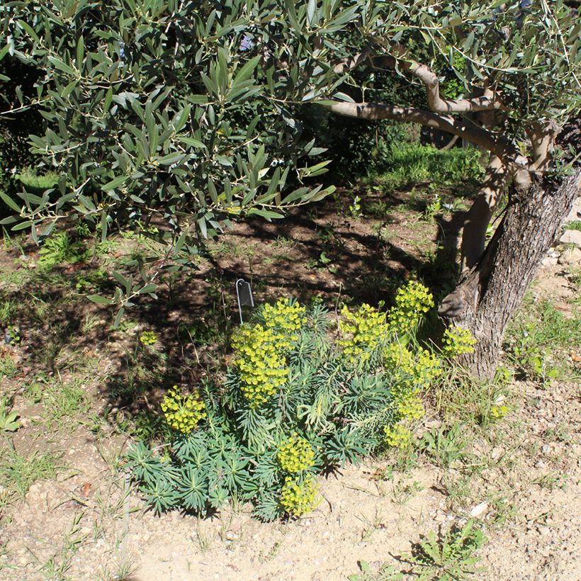 Euphorbia characias - Palisaden-Wolfsmilch (Plant habit)