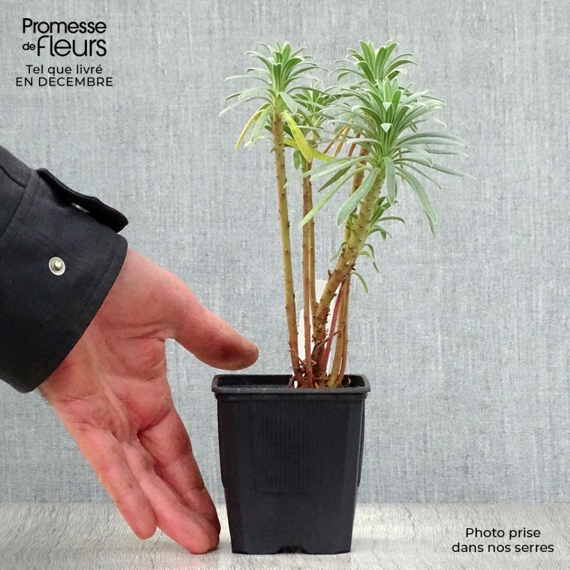 Exemplar von Euphorbia characias - Palisaden-Wolfsmilch Kleine Töpfe von 8/9 cm wie im Winter geliefert