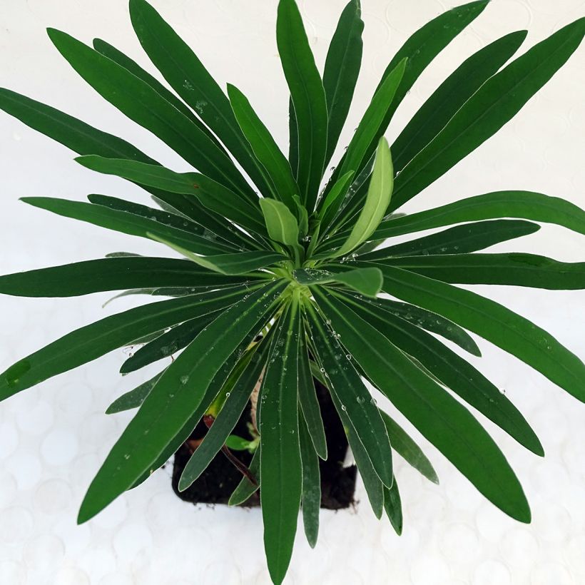 Euphorbia characias Purple and Gold - Palisaden-Wolfsmilch (Foliage)