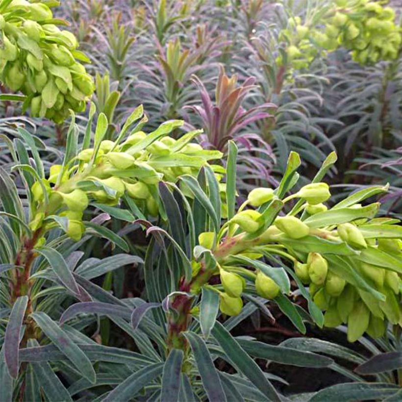 Euphorbia characias Purple and Gold - Palisaden-Wolfsmilch (Flowering)
