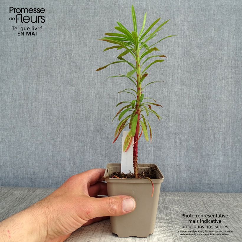 Exemplar von Euphorbia characias Purple and Gold - Palisaden-Wolfsmilch Kleine Töpfe von 8/9 cm wie im Frühjahr geliefert