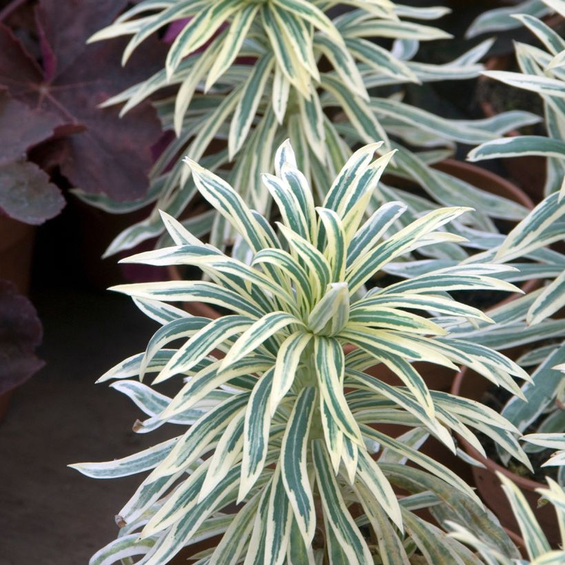 Euphorbia characias Tasmanian tiger - Palisaden-Wolfsmilch (Foliage)