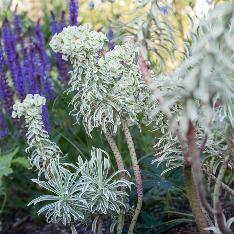 Euphorbia characias Tasmanian tiger - Palisaden-Wolfsmilch (Plant habit)