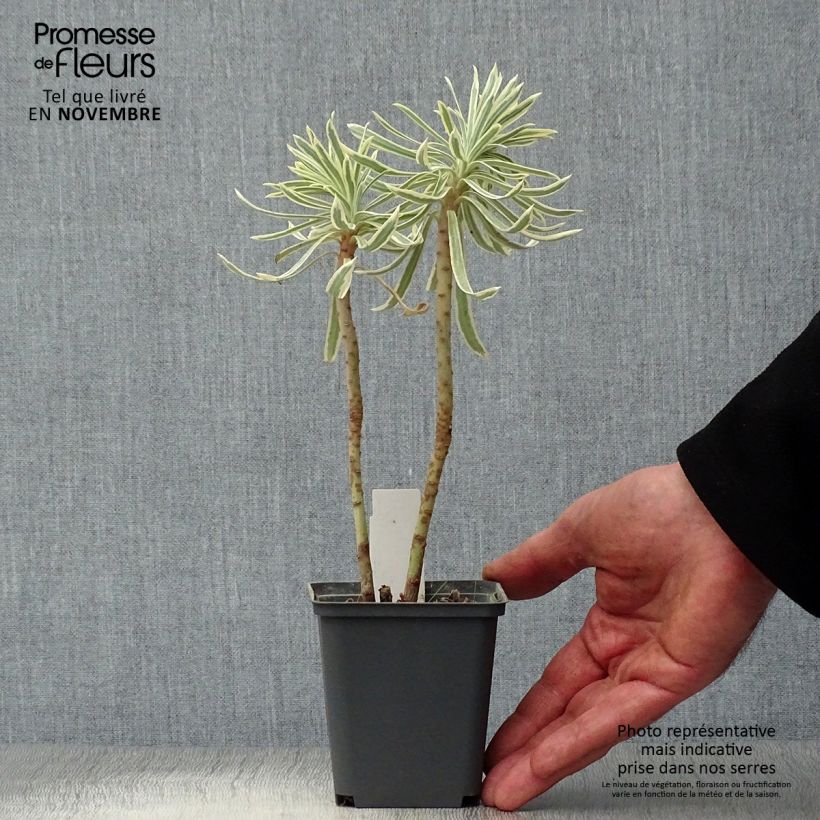Example of Euphorbia characias Tasmanian tiger - Palisaden-Wolfsmilch Kleine Töpfe von 8/9 cm as you get in automne