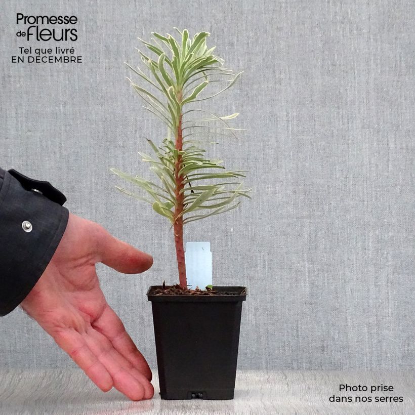 Exemplar von Euphorbia characias Tasmanian tiger - Palisaden-Wolfsmilch Kleine Töpfe von 8/9 cm wie im Winter geliefert