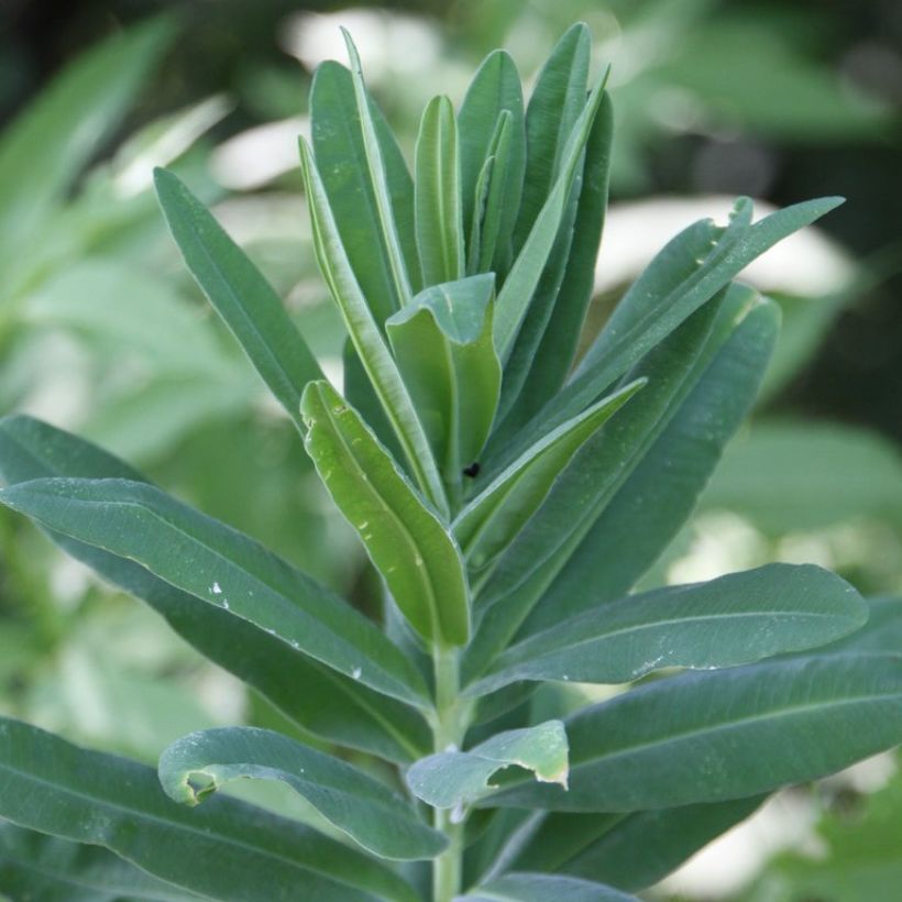 Euphorbia characias subsp. characias ssp. characias - Palisaden-Wolfsmilch (Foliage)