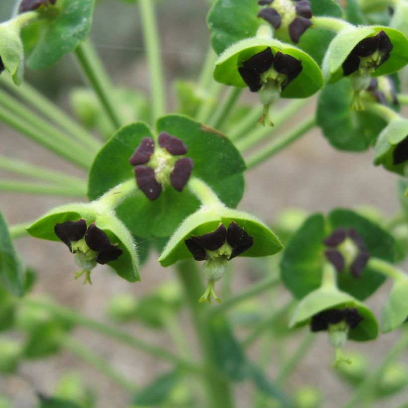 Euphorbia characias subsp. characias ssp. characias - Palisaden-Wolfsmilch (Flowering)