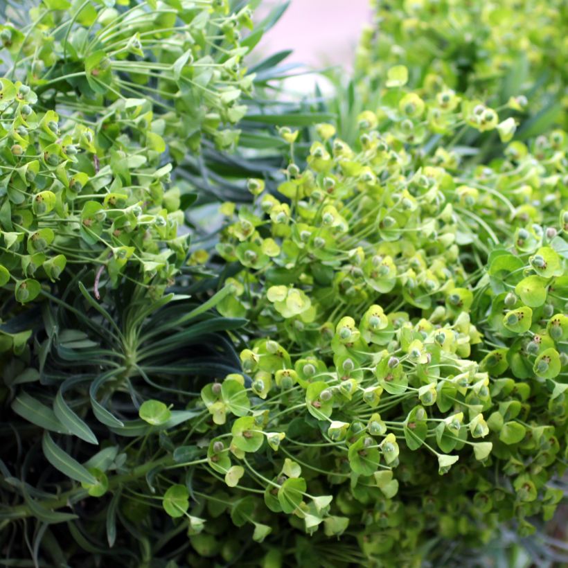 Euphorbia characias ssp. wulfenii - Palisaden-Wolfsmilch (Flowering)