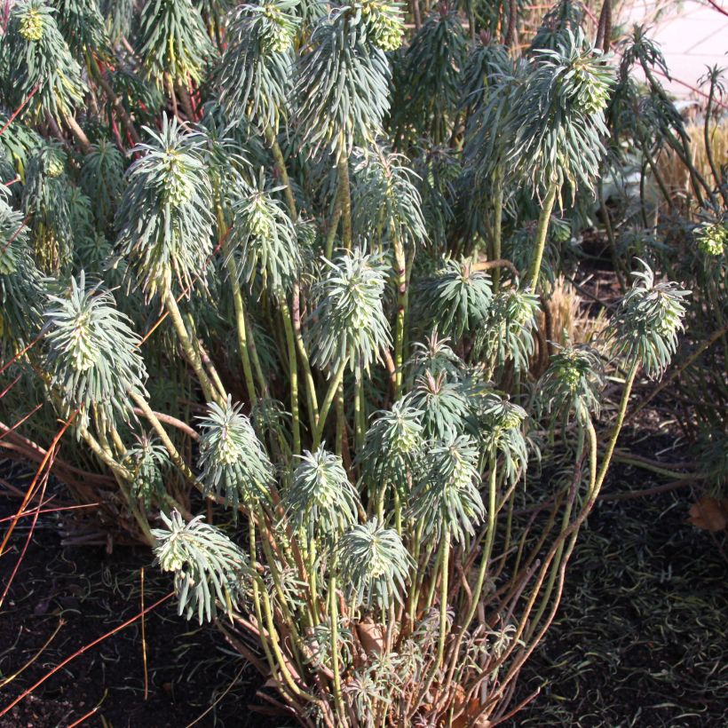 Euphorbia characias ssp. wulfenii - Palisaden-Wolfsmilch (Plant habit)