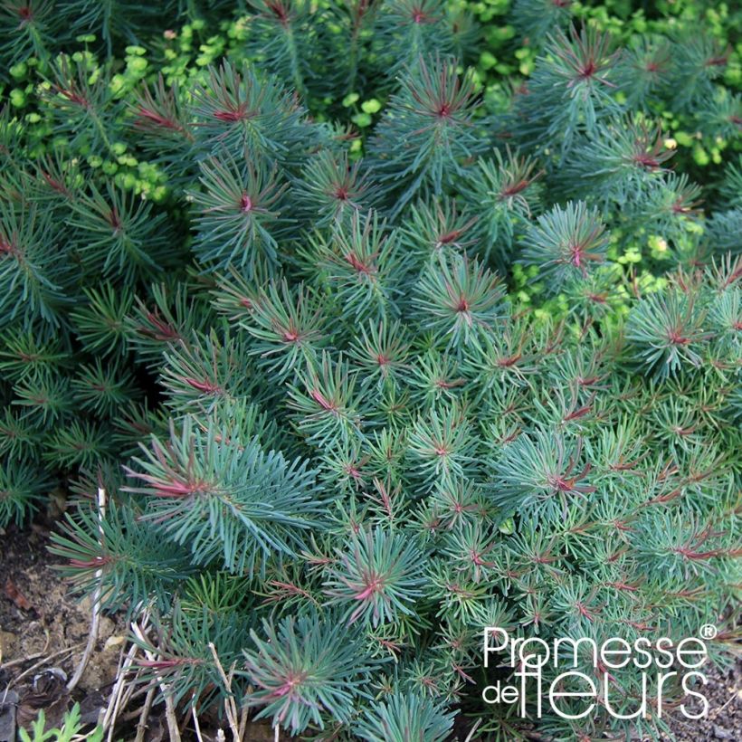 Euphorbia cyparissias Clarice Howard - Zypressen-Wolfsmilch (Foliage)
