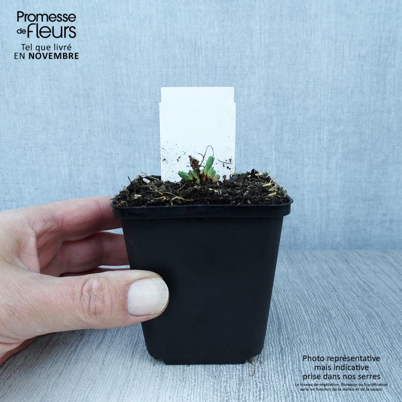 Example of Euphorbia cyparissias Fens Ruby - Zypressen-Wolfsmilch Kleine Töpfe von 8/9 cm as you get in automne