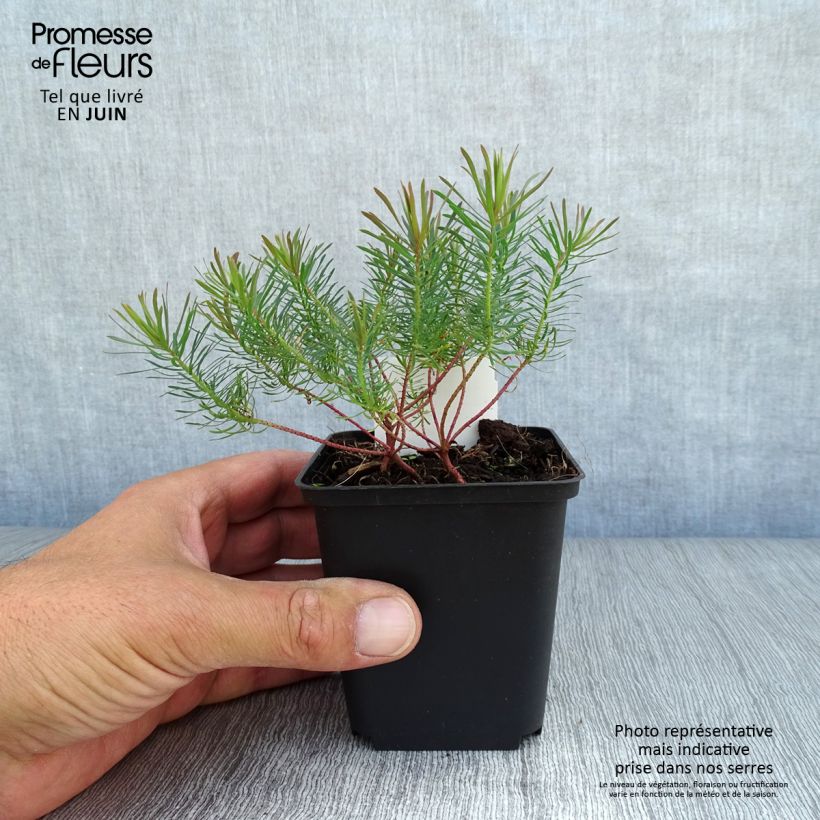 Exemplar von Euphorbia cyparissias Fens Ruby - Zypressen-Wolfsmilch Kleine Töpfe von 8/9 cm wie im Sommer geliefert