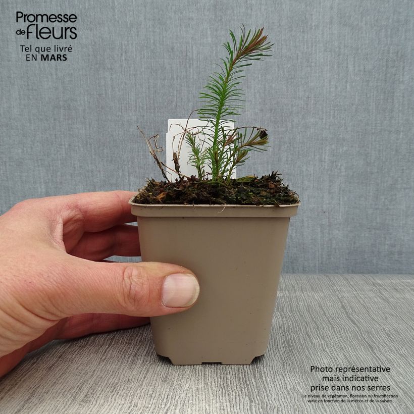 Exemplar von Euphorbia cyparissias Fens Ruby - Zypressen-Wolfsmilch Kleine Töpfe von 8/9 cm wie im Frühjahr geliefert