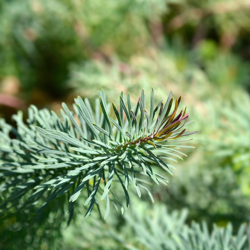 Euphorbia cyparissias Fens Ruby - Zypressen-Wolfsmilch (Foliage)