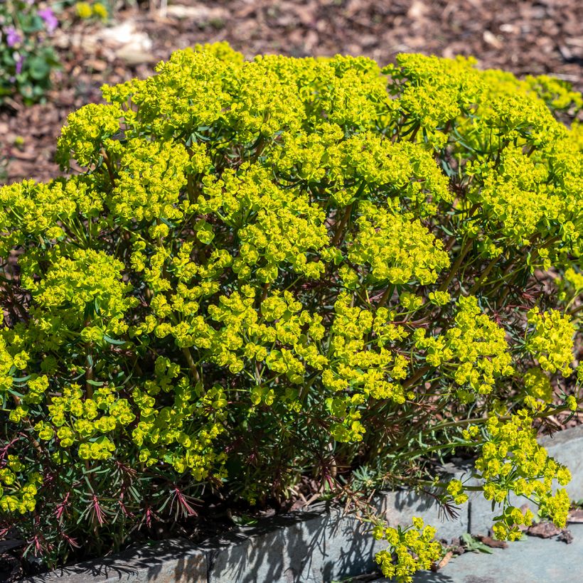 Euphorbia cyparissias Fens Ruby - Zypressen-Wolfsmilch (Plant habit)