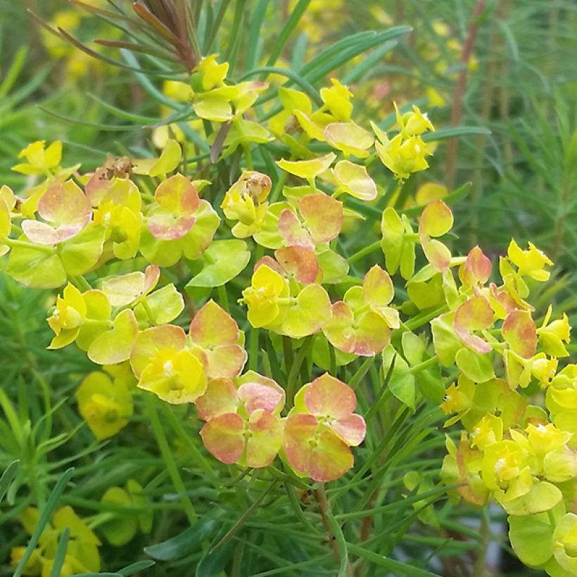Euphorbia cyparissias Orange Man - Zypressen-Wolfsmilch (Flowering)