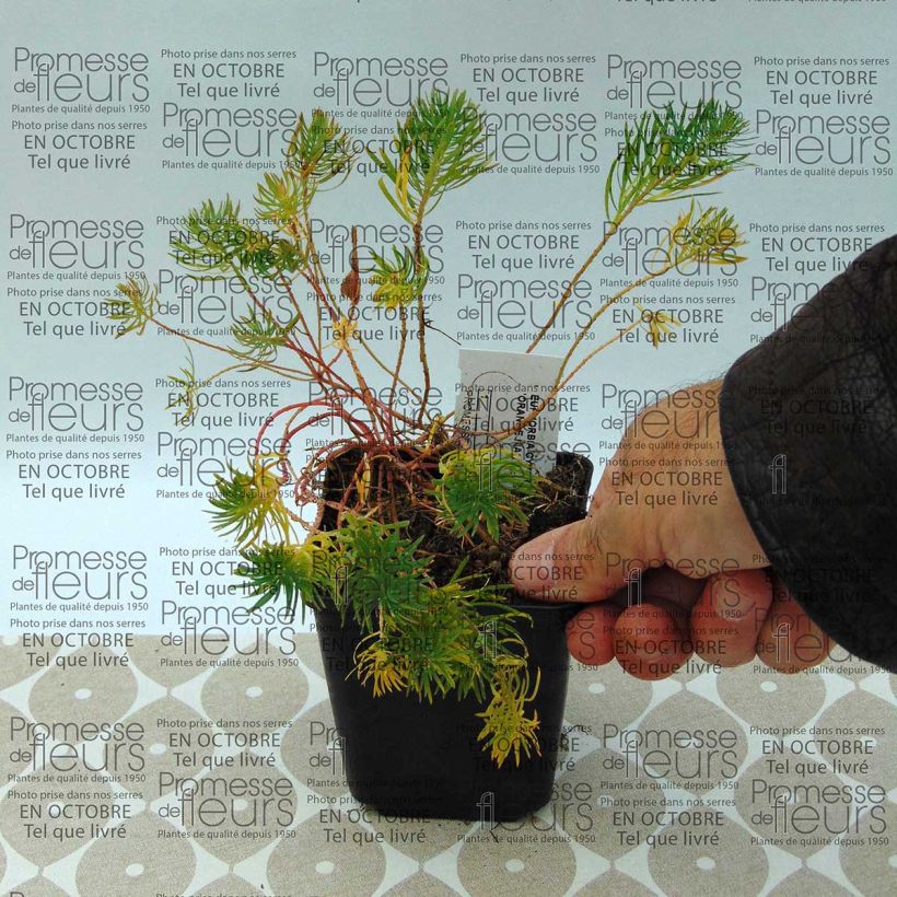 Example of Euphorbia cyparissias Orange Man - Zypressen-Wolfsmilch Kleine Töpfe von 8/9 cm as you get