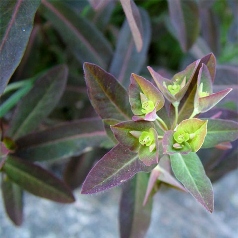 Euphorbia dulcis Chameleon - Süße Wolfsmilch (Foliage)