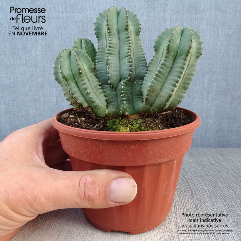Example of Euphorbia fruticosa Inermis - Wolfsmilch Topf 12 cm / 13 cm as you get in automne