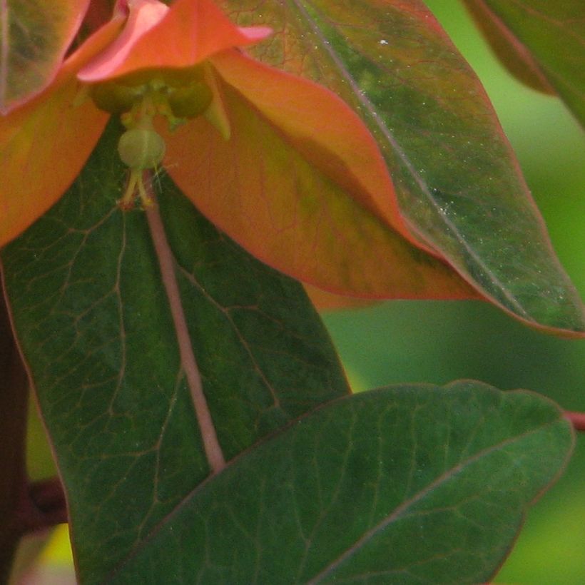 Euphorbia griffithii - Griffiths Wolfsmilch (Foliage)