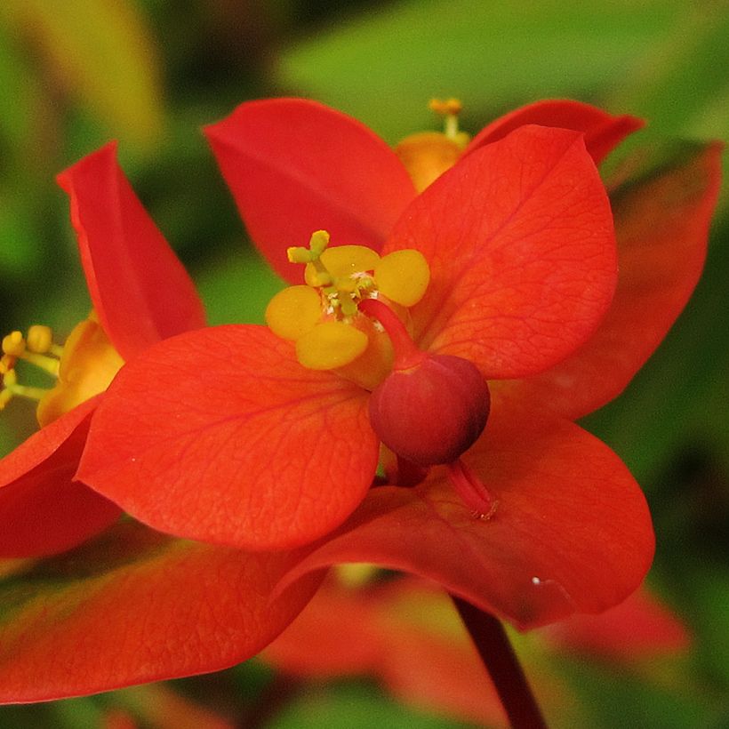 Euphorbia griffithii - Griffiths Wolfsmilch (Flowering)