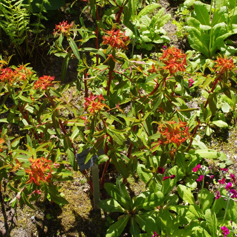 Euphorbia griffithii - Griffiths Wolfsmilch (Plant habit)