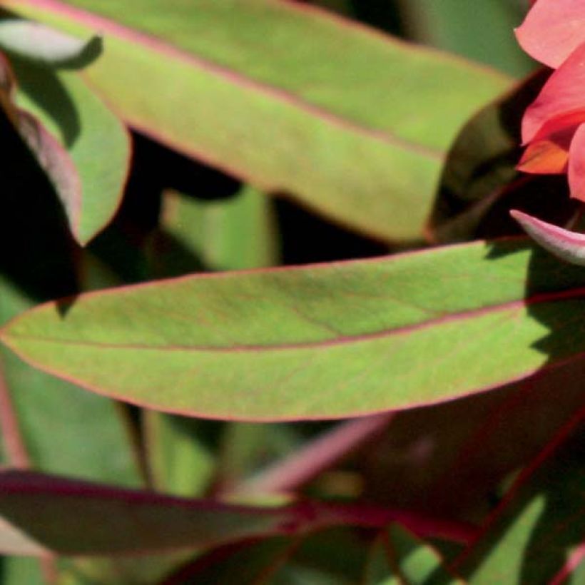 Euphorbia griffithii Fireglow - Griffiths Wolfsmilch (Foliage)