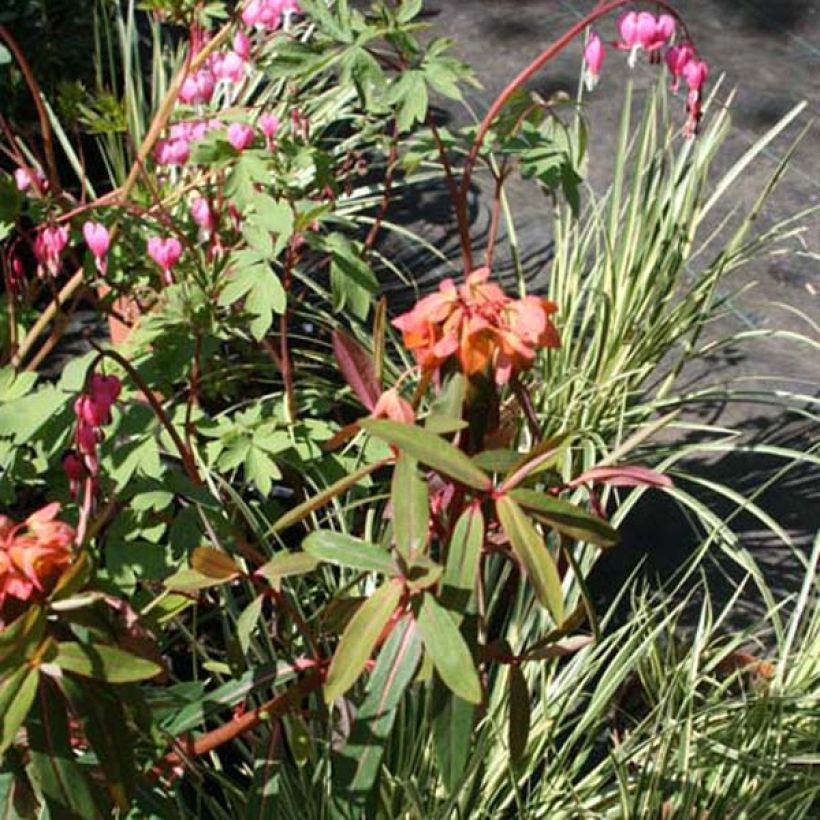 Euphorbia griffithii Fireglow - Griffiths Wolfsmilch (Plant habit)