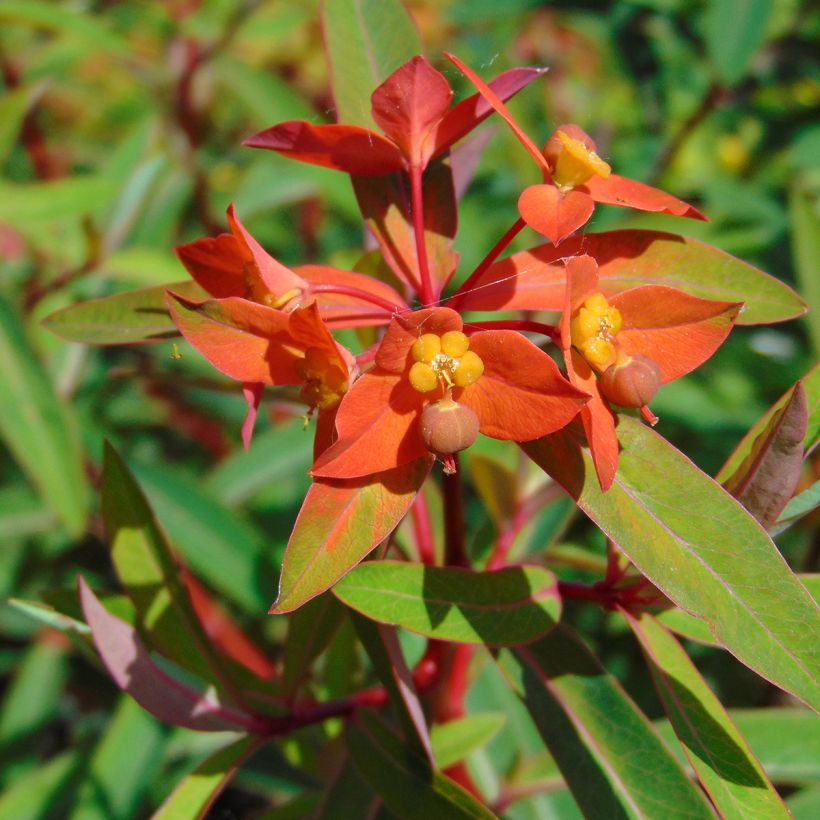Euphorbia griffithii Fireglow - Griffiths Wolfsmilch (Flowering)