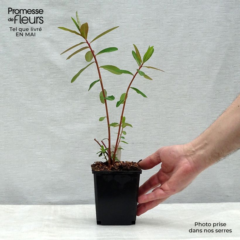 Exemplar von Euphorbia griffithii Fireglow - Griffiths Wolfsmilch Kleine Töpfe von 8/9 cm wie im Frühjahr geliefert