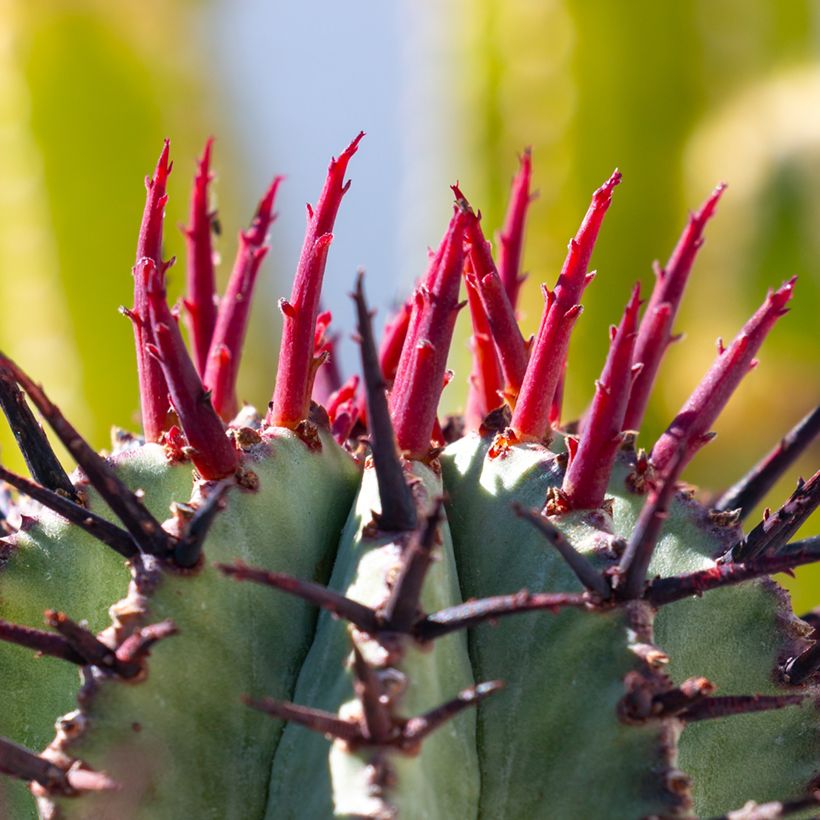 Euphorbia horrida Alba (Foliage)