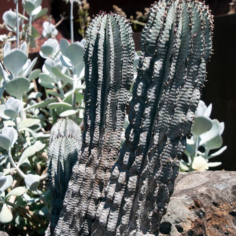 Euphorbia horrida Alba (Plant habit)
