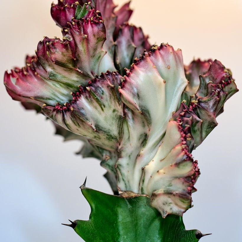 Euphorbia lactea Cristata - Korallen-Wolfsmilch (Foliage)