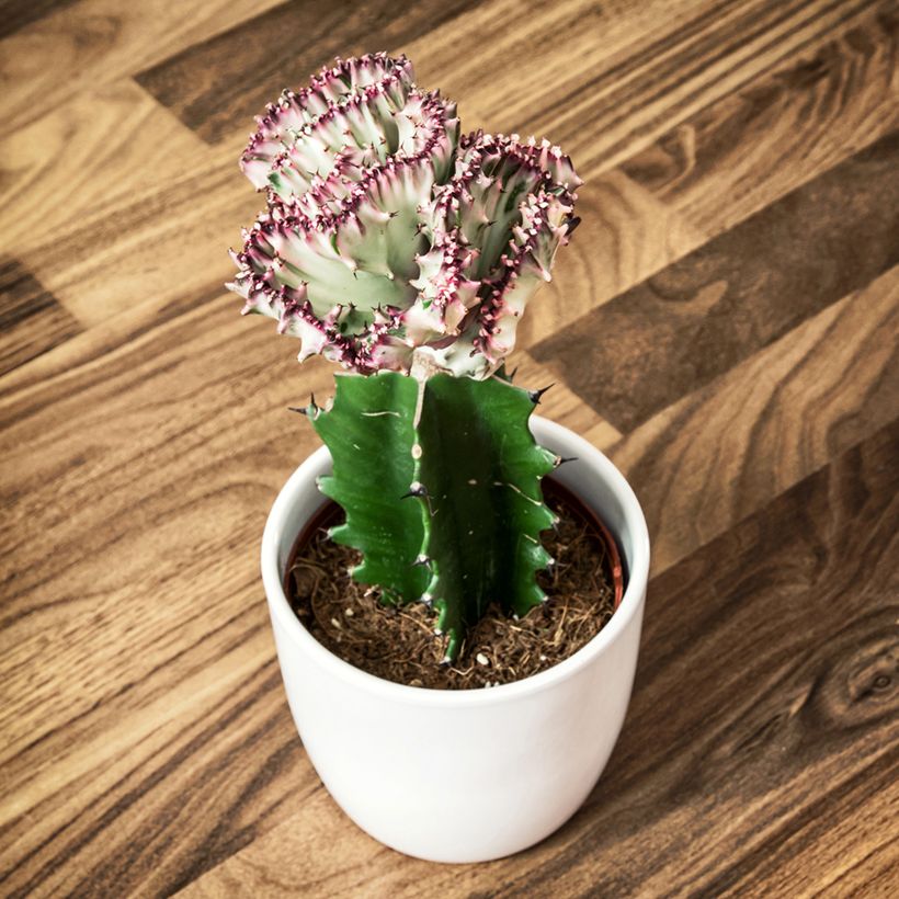 Euphorbia lactea Cristata - Korallen-Wolfsmilch (Plant habit)