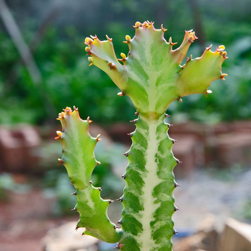 Euphorbia lactea - Korallen-Wolfsmilch (Foliage)
