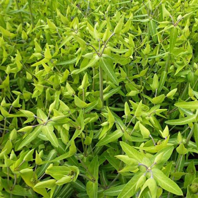 Euphorbia lathyris - Kreuzblättrige Wolfsmilch (Foliage)
