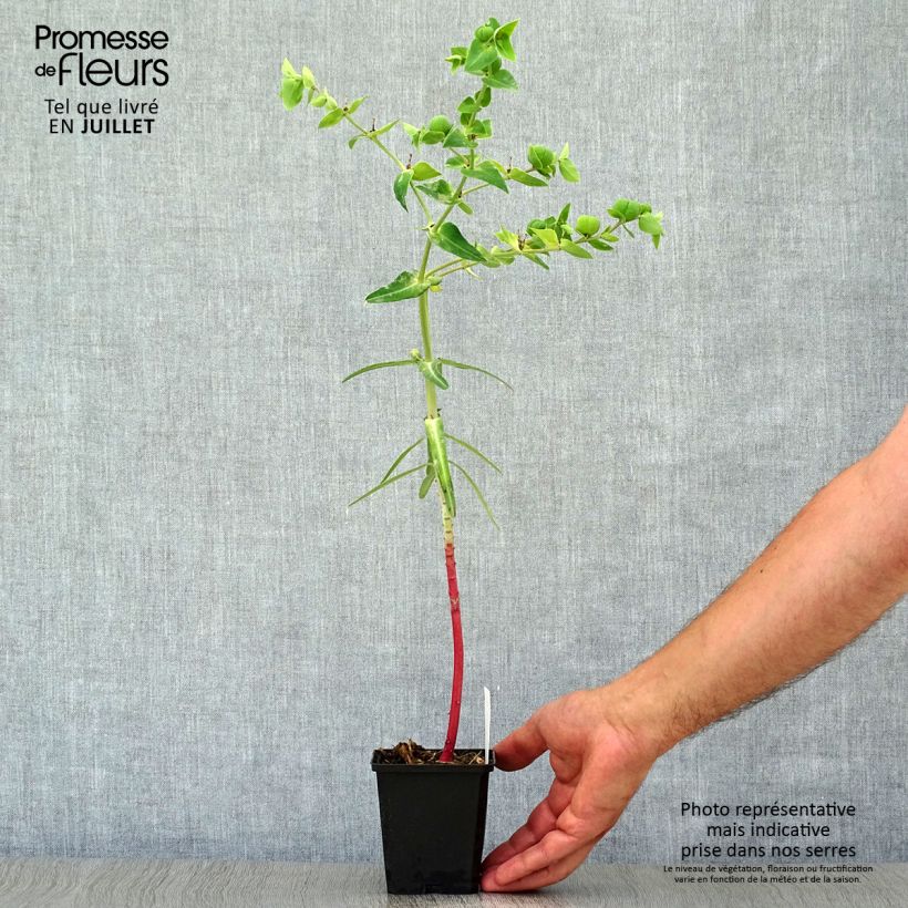 Exemplar von Euphorbia lathyris - Kreuzblättrige Wolfsmilch Kleine Töpfe von 8/9 cm wie im Sommer geliefert