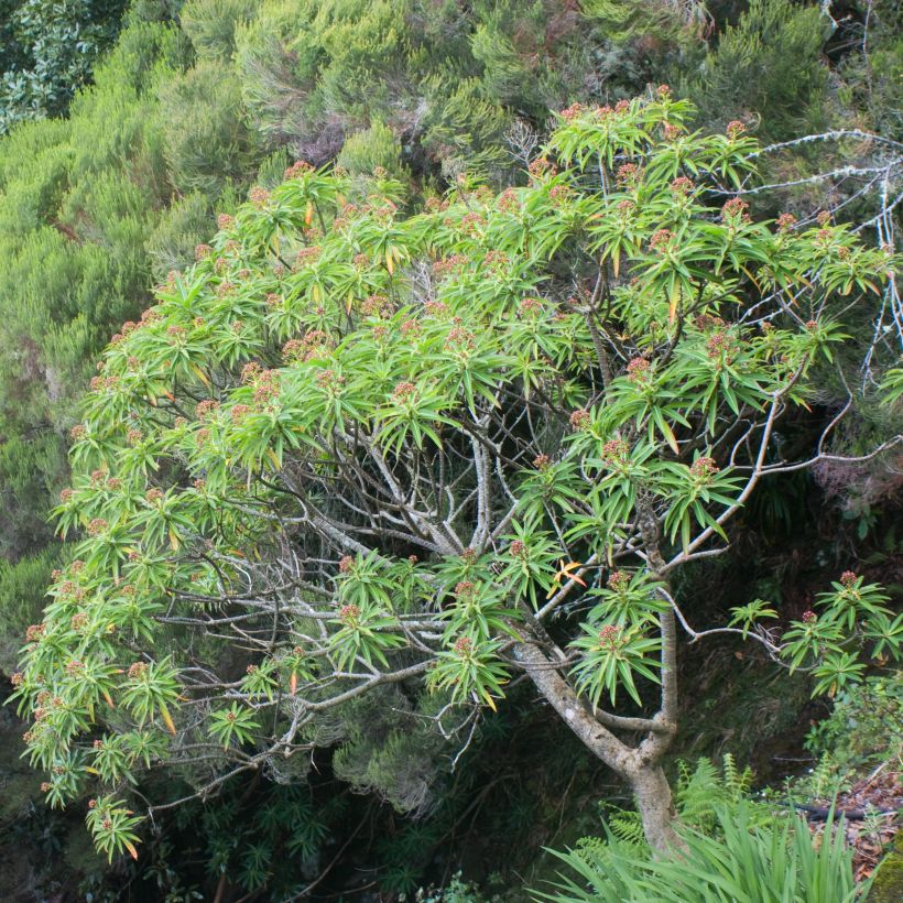 Euphorbia mellifera - Honiggebenden Wolfsmilch (Plant habit)