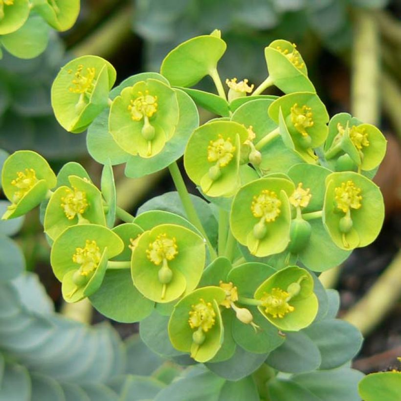 Euphorbia myrsinites - Blaugrüne Wolfsmilch (Flowering)