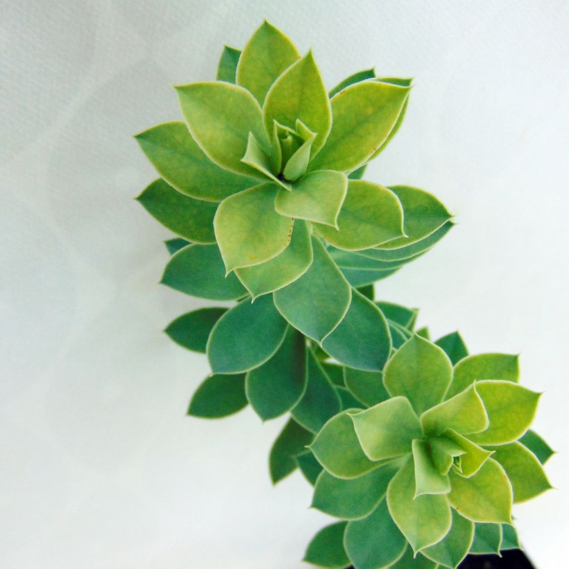 Euphorbia myrsinites - Blaugrüne Wolfsmilch (Foliage)
