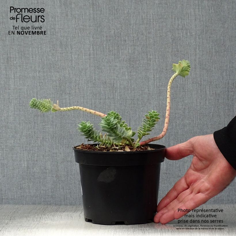 Example of Euphorbia myrsinites - Blaugrüne Wolfsmilch Topf mit 2L/3L as you get in automne