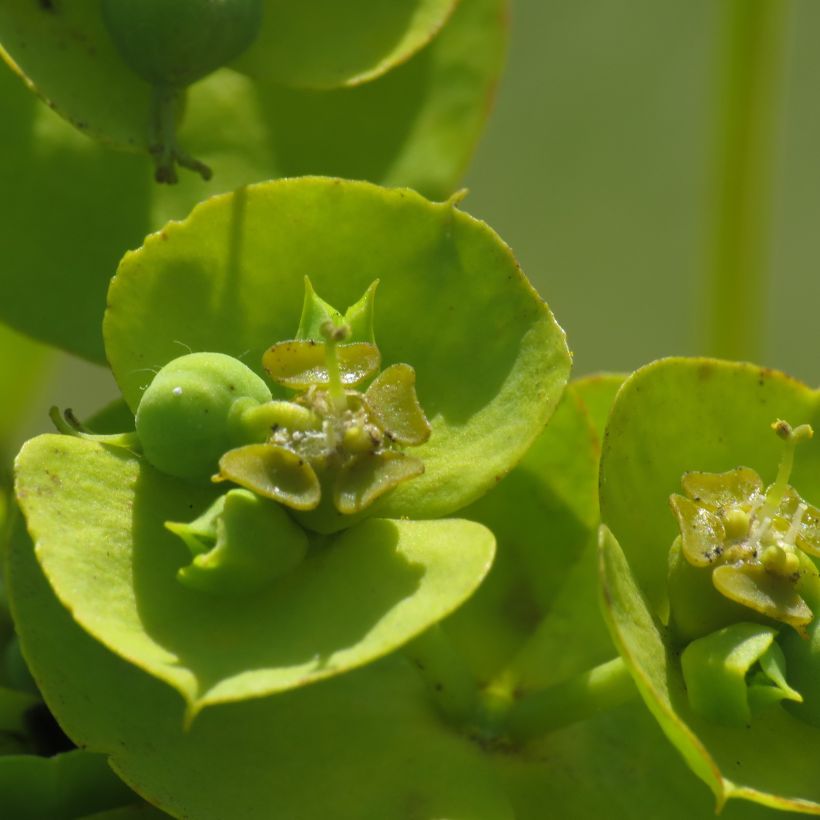 Euphorbia nicaeensis - Nizza-Wolfsmilch (Flowering)