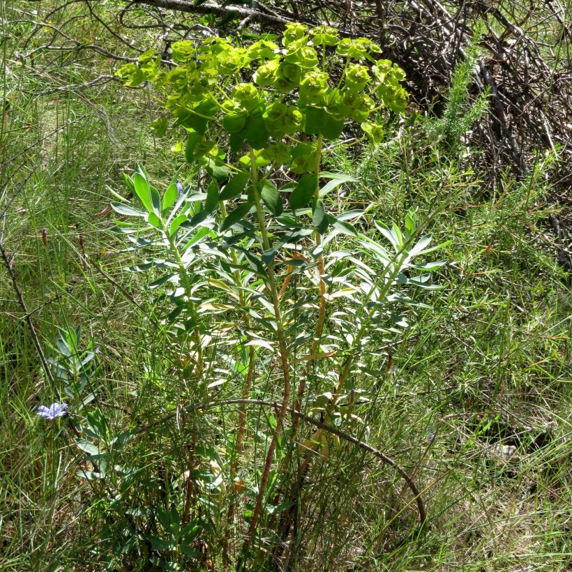 Euphorbia nicaeensis - Nizza-Wolfsmilch (Plant habit)