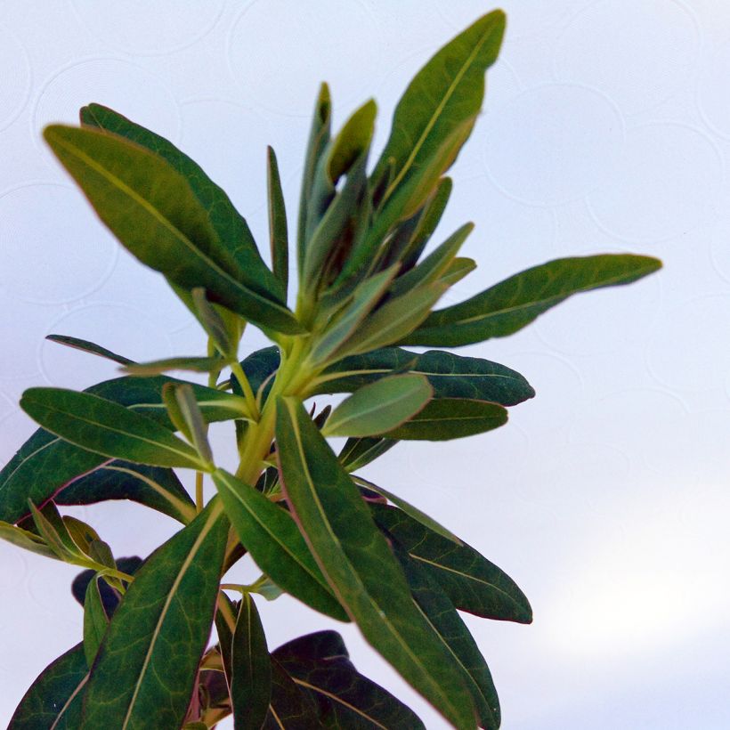 Euphorbia palustris - Sumpf-Wolfsmilch (Foliage)
